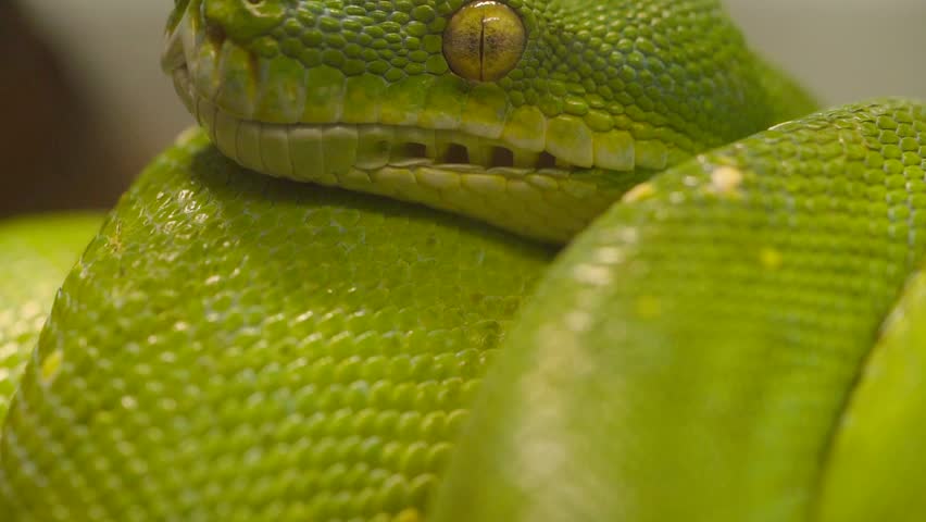 Macro Shot Of A Scary Looking Green Tree Python (Morelia viridis) - Close Up