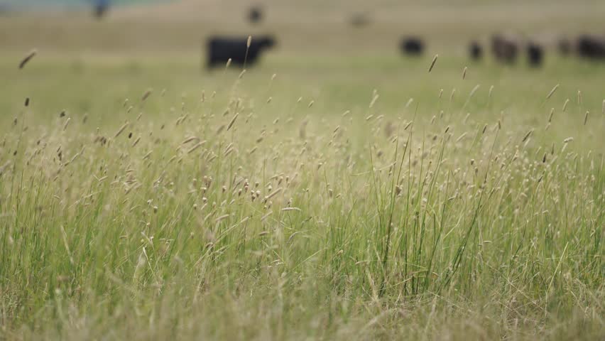 grass crop blowing in the wind, ware Agricultural free range livestock farm. Cows grazing on free range green pasture and native grasses. Fat cow in a field on a farm 