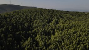 Forest aerial video in Turkey ( Drone video ) Documentary