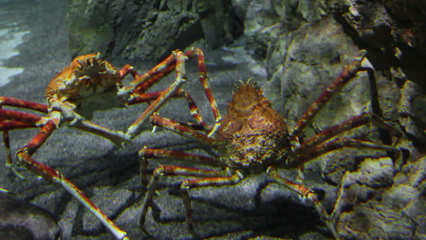 two large crab underwater