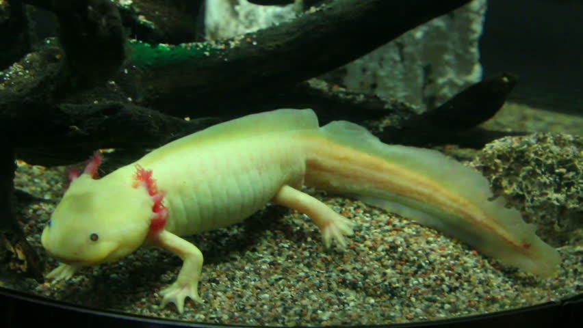 axolotl salamander - ambystoma mexicanum