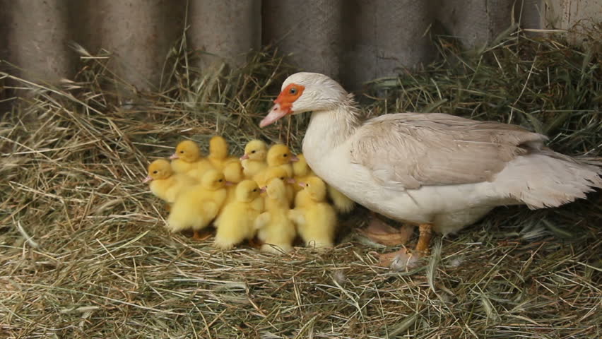 Video Stok Domestic White Duck Turkey With Yellow 100 Tanpa Royalti 34089787 Shutterstock