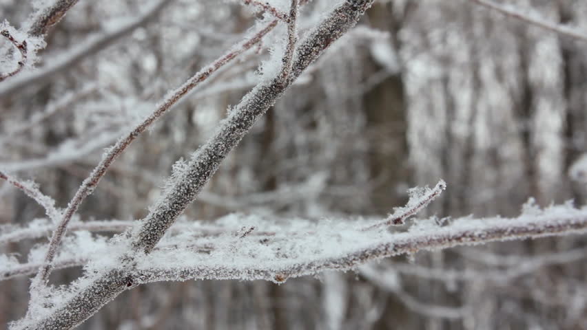 winter tree branch and snow close-up