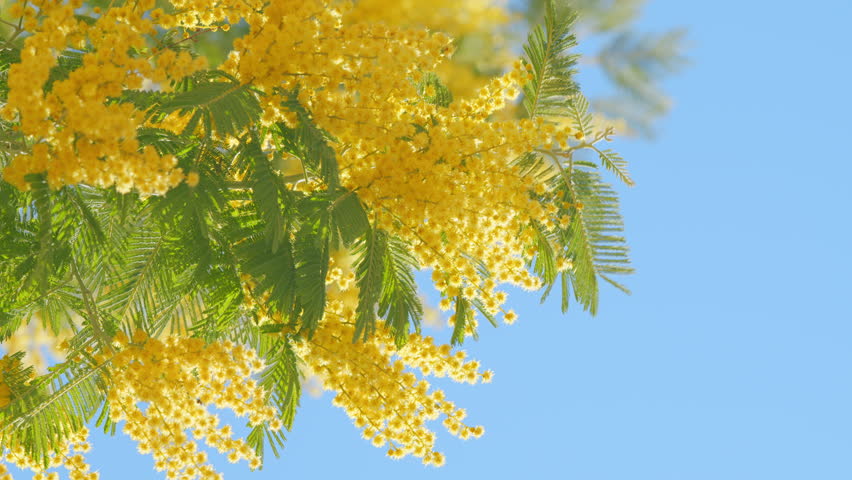 Branches Of Mimosa Flower Or Silver Wattle. Spring Holiday Background. Yellow Mimosa Flowers Background. Close up. Royalty-Free Stock Footage #3408984671