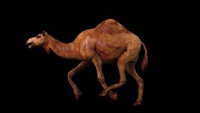 A camel running on black background with alpha channel included at the end of the video, 3D animation, side view, animated animals, seamless loop animation