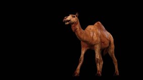 A camel walking on black background with alpha channel included at the end of the video, 3D animation, perspective view, animated animals, seamless loop animation