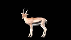 A gazelle idle looking around on black background with alpha channel included at the end of the video, 3D animation, side view, animated animals, seamless loop animation