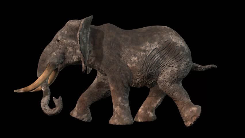 Elephant Short Tusks - 3D Model Animated - PixelBoom