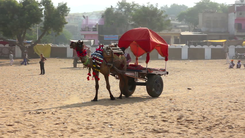 PUSHKAR, INDIA - NOVEMBER 22, 2012: Camel with cart at fair in Pushkar, India,
