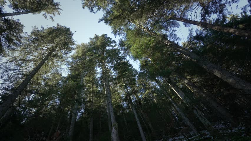 scenic low angle alpine tree forest canopy view with sunlight hitting the treetops.