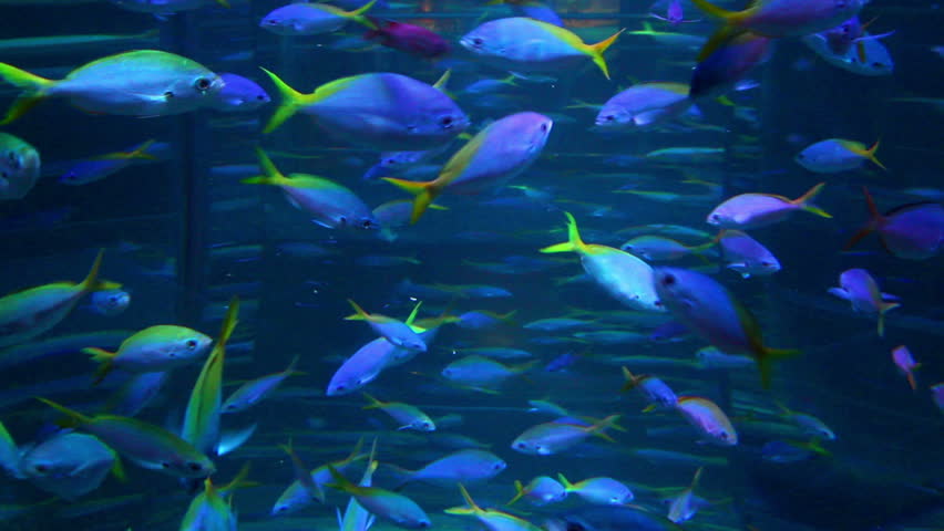 school of many fish in aquarium