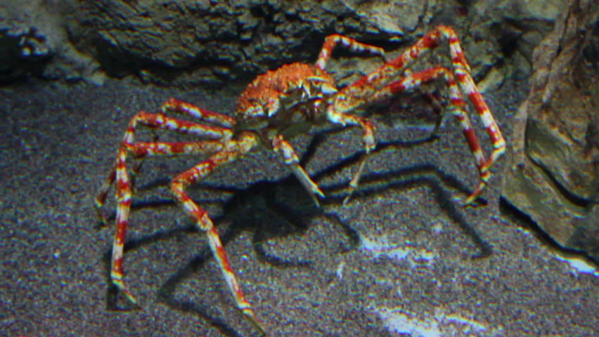 large crab underwater
