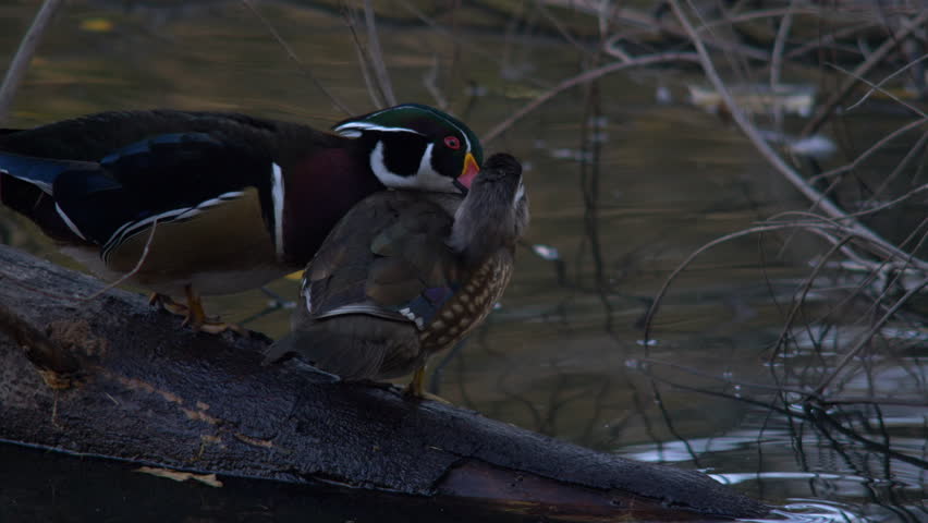 MOTHER DUCK CLEANS HER YOUNG.  4K close-up.