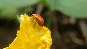Red pumpkin beetles foraging on yellow flowers