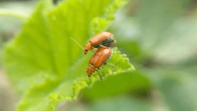 Red pumpkin beetles mating on a leaf