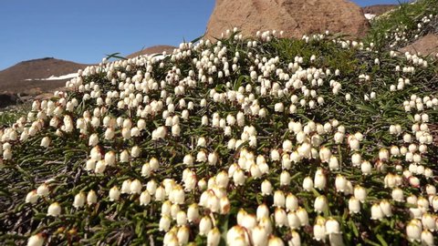 Flower Arctic bell-heather - Cassiope tetragona in tundra. Kuril Islands, Paramushir, Ebeko mountain.