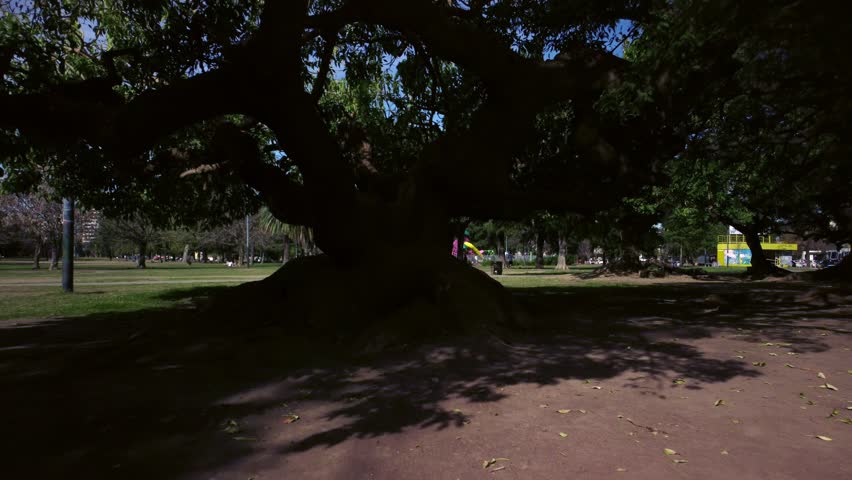 Big huge tree crown shadow in park on sunny summer day.