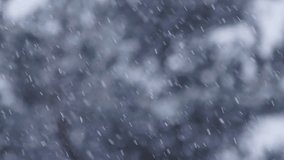 Blizzard - Heavy Snow Storm detail in SLOW MOTION HD VIDEO. Wild falling snowflakes in the wind. Low depth of field and blurred pine trees in the background. Close-up. Quarter speed. - Powered by Shutterstock - Get 15% off with code: PIKWIZARD15