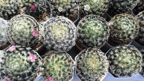 Time-lapse of cacti blooming in pots.
