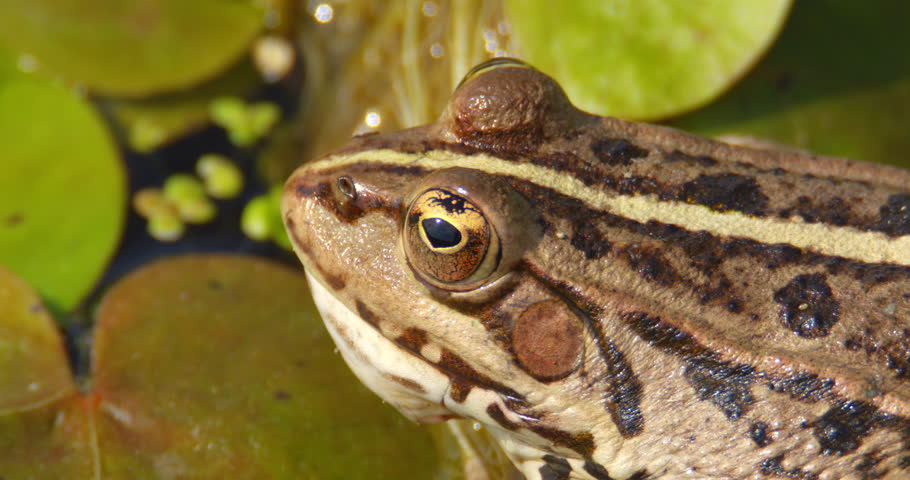 Extreme close up shot of a head of Balkan frog on pond with water lilies