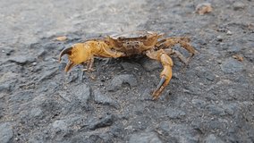 zoom video crab with the latin name liocarcinus vernalis