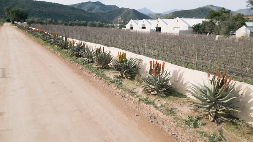 Wine farm vines with buildings and distant mountains at Schoemanshoek near Oudtshoorn, South Africa  ascending pedestal aerial 