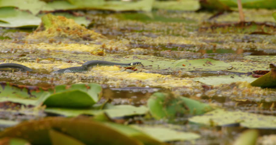Grass snake swim on a pond full of aquatic vegetation Royalty-Free Stock Footage #3409248839