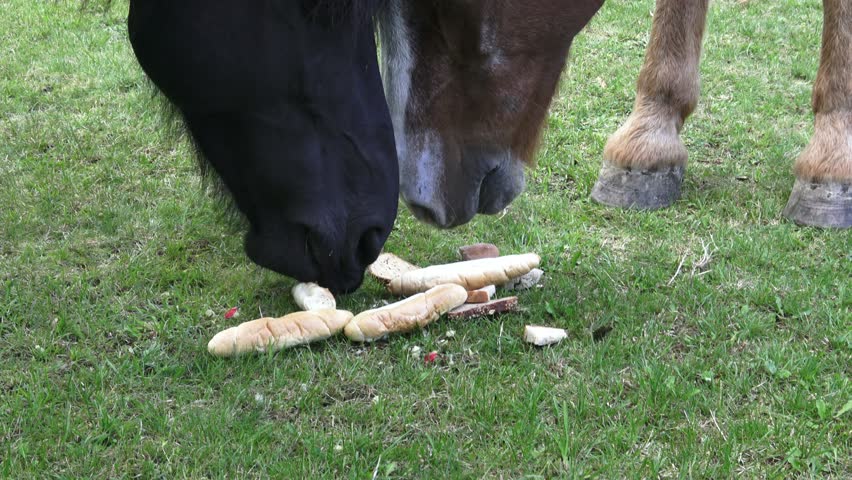 Horses on the ranch eat pastries. Portrait of a horse eating bread, feeding. Selective focus.