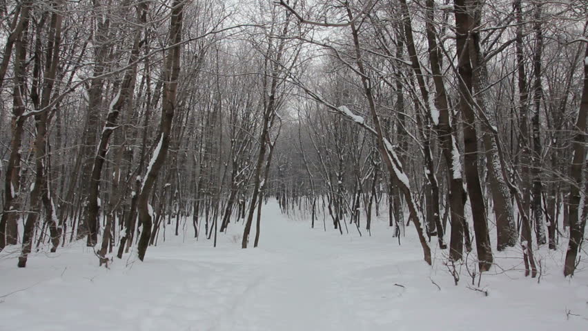 winter forest landscape