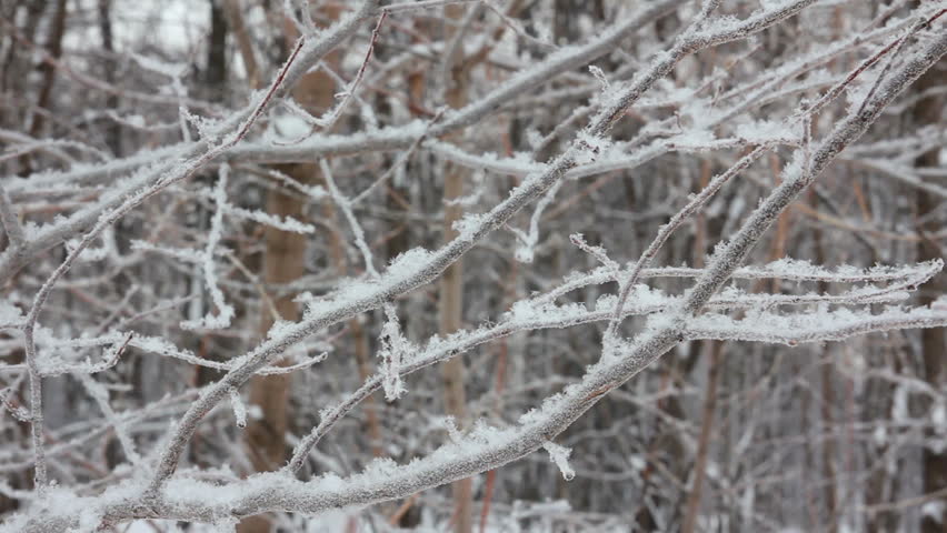 winter tree branch and snow
