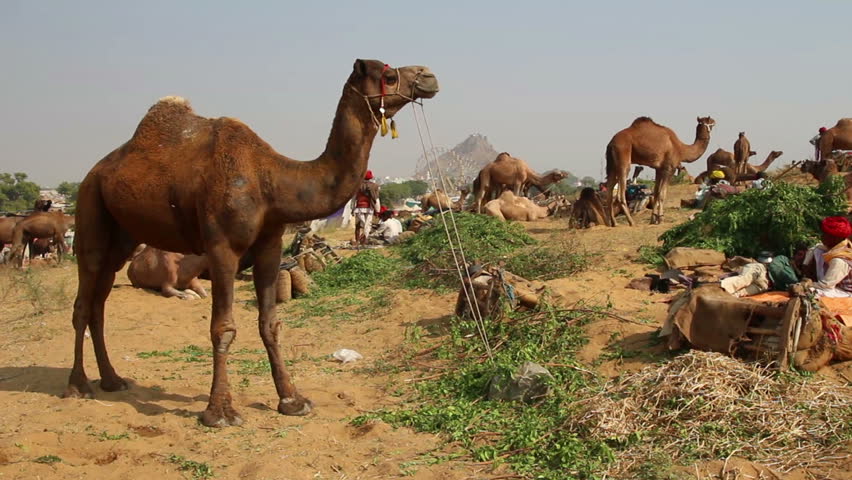 Pushkar Camel Fair - group of camels during festival