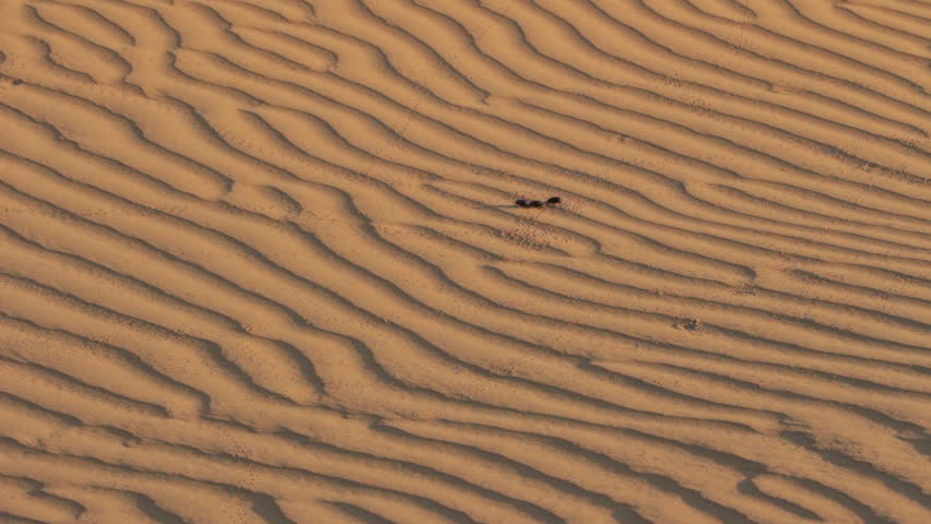 scarab beetle on sand dune in desert