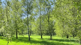 Green trees in spring forest with green leaves and green grass. 4K video clip