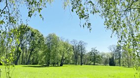 Green park with green tree leaves on green grass. 4K video clip