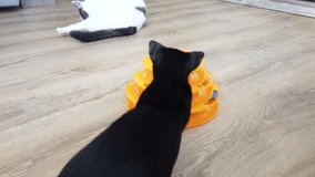 Black purebred oriental cat plays with toy balls. 4K footage clip