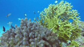 Diving video of Kerama Islands, Japan