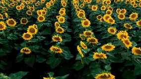 Drone video of sunflower field. Agriculture. Aerial view of sunflowers.Taking sunflower blooming in a vast sunflower field fluttering in the wind