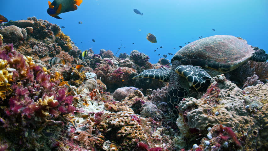 Underwater shot of Hawksbill Turtle eating corals and sponges as other brightly coloured tropical fish swim around it eating scraps of food Royalty-Free Stock Footage #3409409583