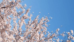 Cherry blossoms or sakura flowers in full bloom swaying in wind in spring, Flora or outdoor, Nobody, Vertical video for smartphone footage