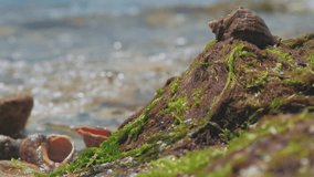 seashell and seaweed on the seashore footage videos.