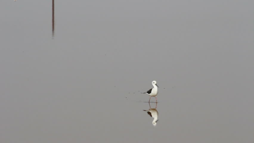 shorebird walking on water