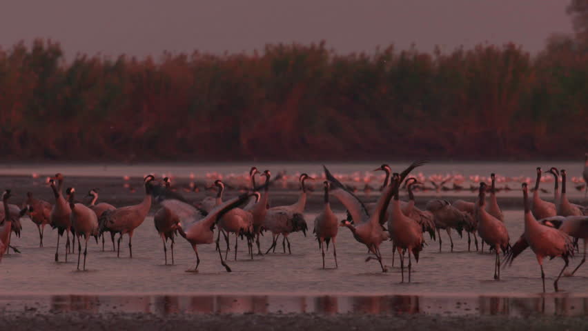 Cranes migration in Hungary, Central-Europe