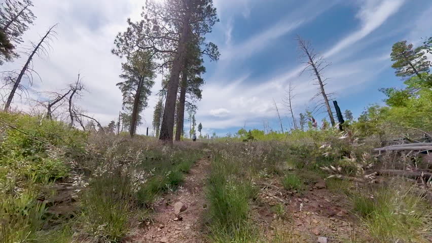 Grains of Grass Line the Trail in Grand Canyon on the North Rim