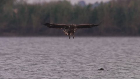 White-tailed eagle in Hungary
