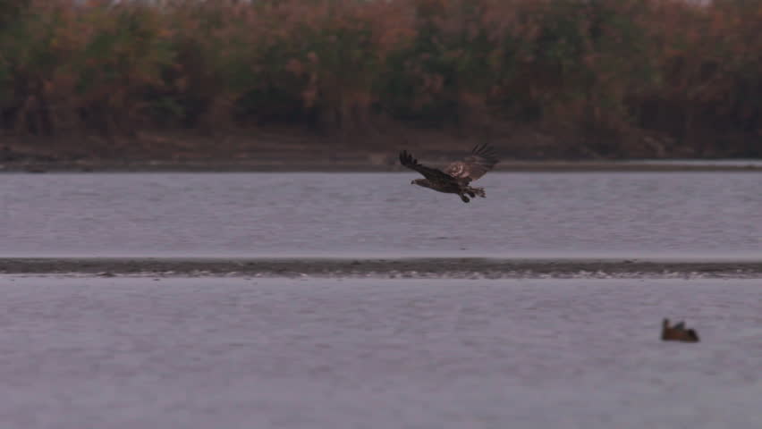 White-tailed eagle in Hungary