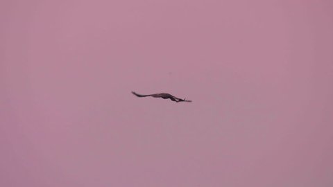 White-tailed eagle in Hungary