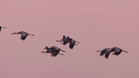 Cranes migration in Hungary, Central-Europe