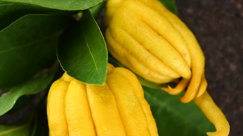 Buddha hand citrus fruit. Yellow Organic fingered citron, Buddha's Hand Citrus Fruit with Fingers, flowers and leaves of plant. Aromatherapy concept. Slow motion Royalty-Free Stock Footage #3409557569