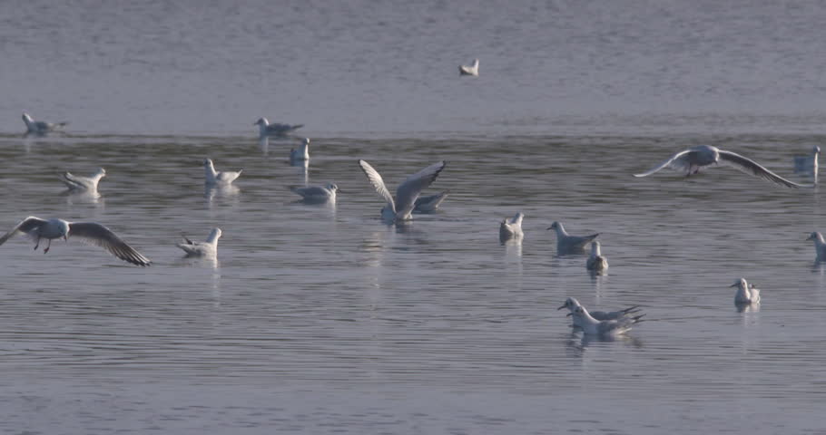 Seagulls flying over water diving feeding slow motion nature wildlife