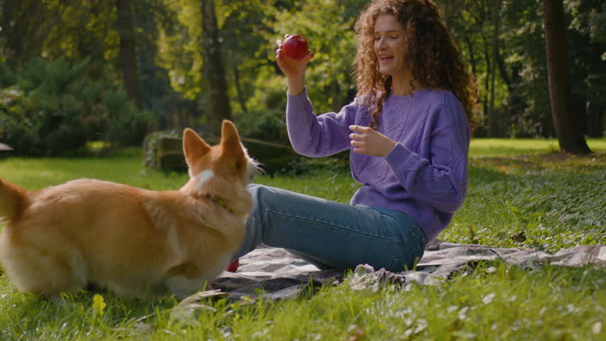 Active playful dog welsh corgi playing with woman handler pet owner female on nature grass summer animal training with apple joyful puppy bitting fruit happy domestic pets lifestyle in park outdoors Royalty-Free Stock Footage #3409586805